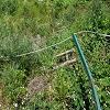 Plants: image 101 Of 208 Thumb